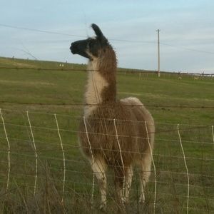 Meet your Posher, Cheryl